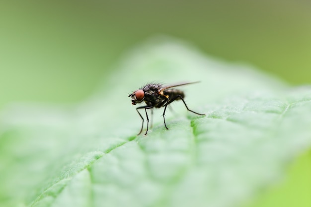 Mosca comum sentado em uma folha verde, foto macro