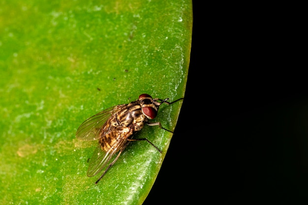 Mosca común (Musca domestica) en hoja verde.