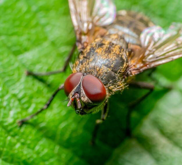 La mosca común de los racimos