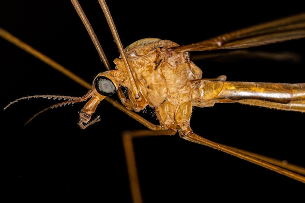 Mosca-da-grua Limoniid adulta