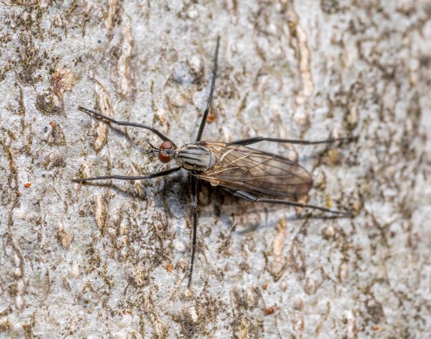 Foto la mosca de la danza