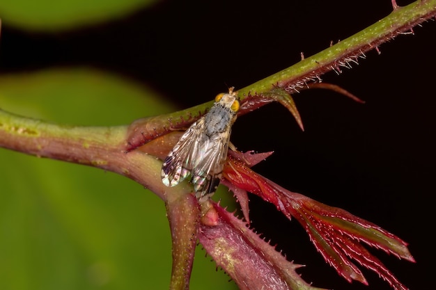 Mosca-das-frutas adulta da tribo Tephritini