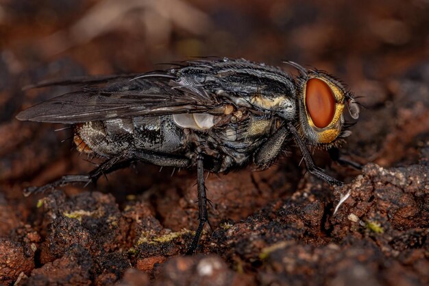 Mosca de carne adulta da família sarcophagidae