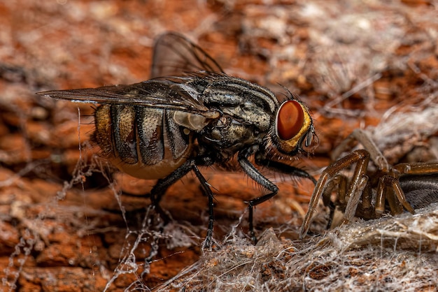 Mosca de carne adulta morta