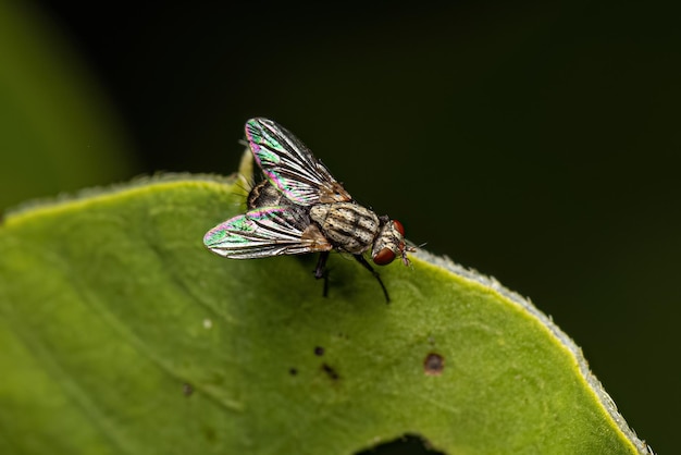 Mosca de carne adulta