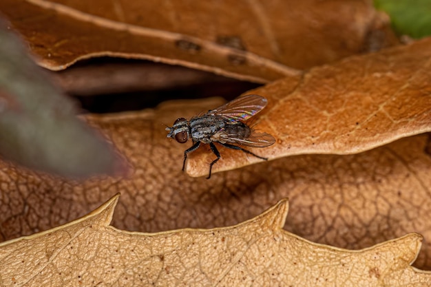 Mosca de carne adulta