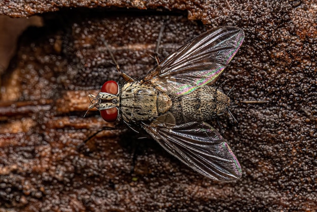 Mosca de cerdas adulta