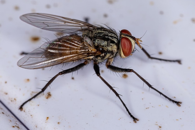 Mosca de cerdas adulta