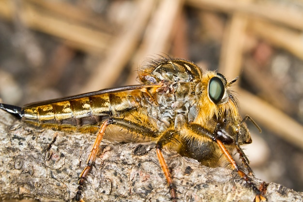 Mosca de ladrão gigante (proctacanthus rodecki)