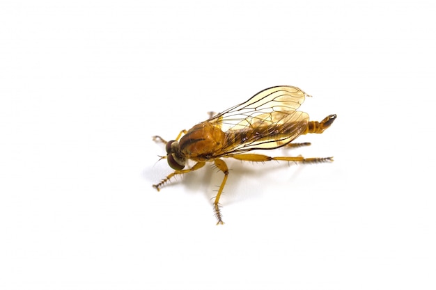 Mosca de ladrão isolada no fundo branco