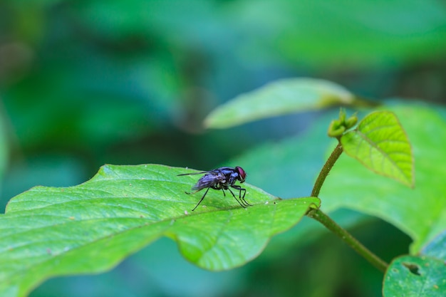 Mosca de sopro, mosca de carniça