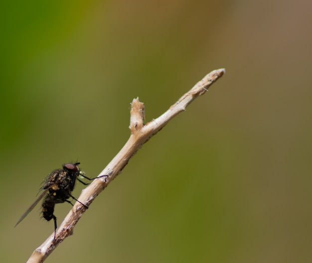 Una mosca deslizándose por una rama.