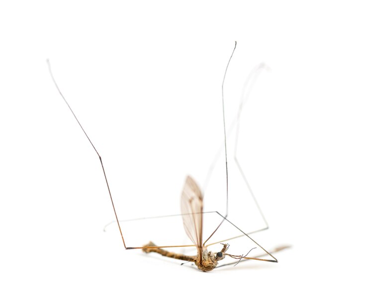Foto mosca do guindaste morto deitada de costas, tipula, isolada no branco