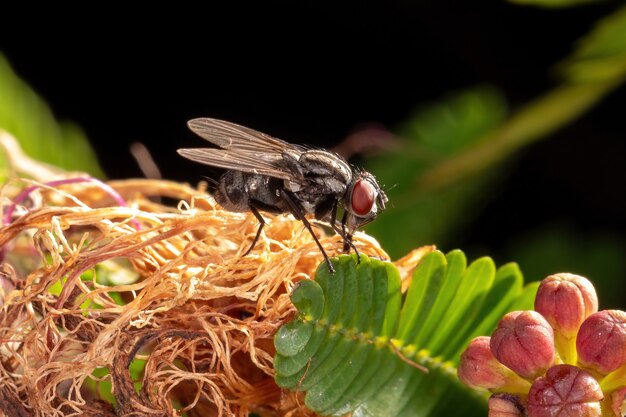 Mosca doméstica adulta de la familia Muscidae