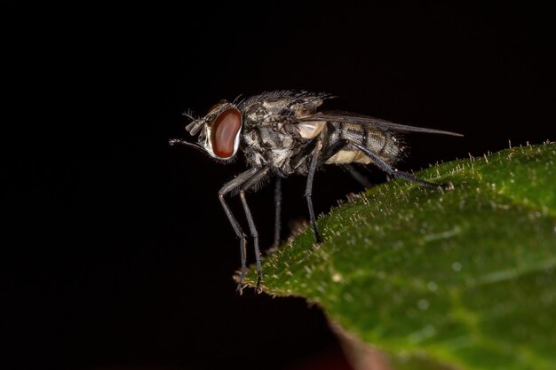 Mosca doméstica adulta del género Stomoxys