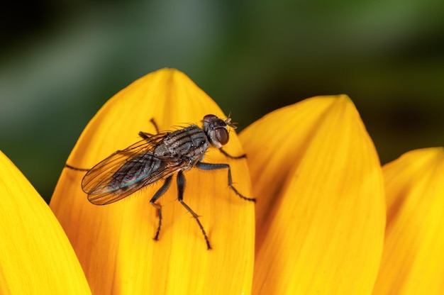 Mosca doméstica descansando sobre pétalos de flores amarillas