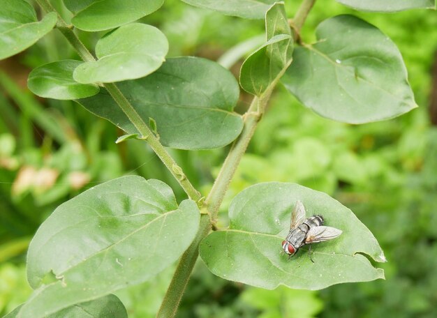 Mosca doméstica em folha verde