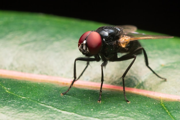 Mosca doméstica en hoja verde