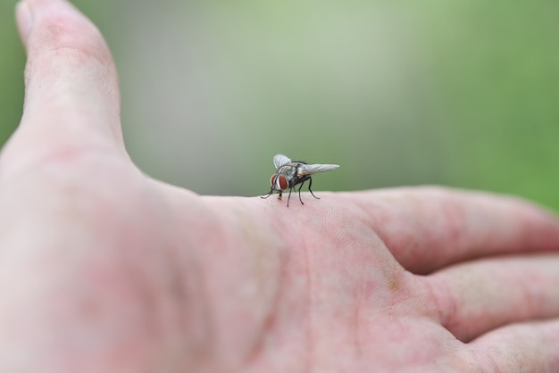 Mosca doméstica en mano de piel humana