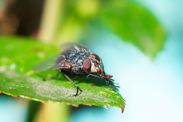 Mosca doméstica Mosca Mosca doméstica en leafx9