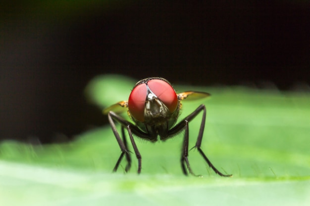 Mosca doméstica na folha verde