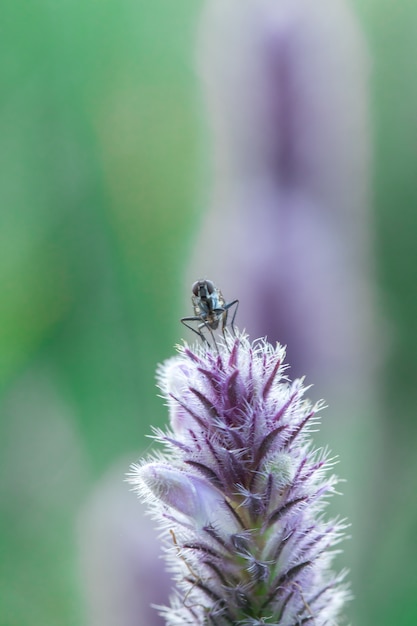 Mosca doméstica sobre una flor morada y encontrada en los arbustos durante el día.