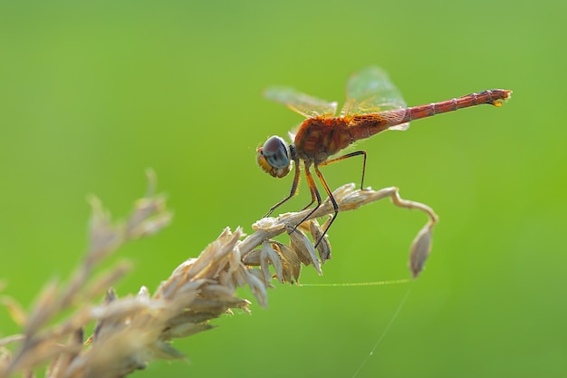 mosca del dragón sobre fondo verde