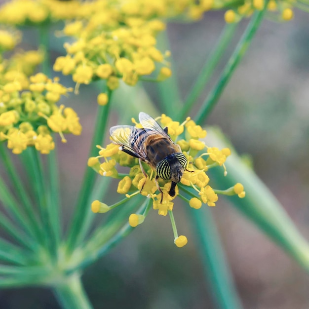 Mosca de dron