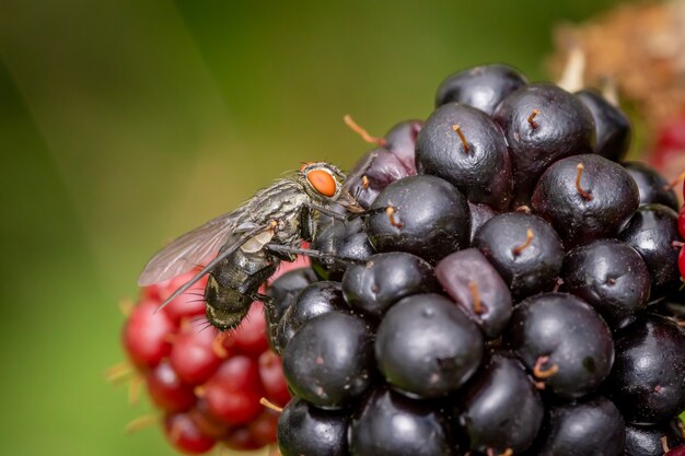 Mosca em amoras silvestres no jardim