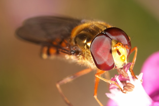 Mosca (episyrphus balteatus)