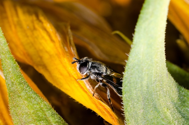 La mosca se esconde en una flor amarilla girasol