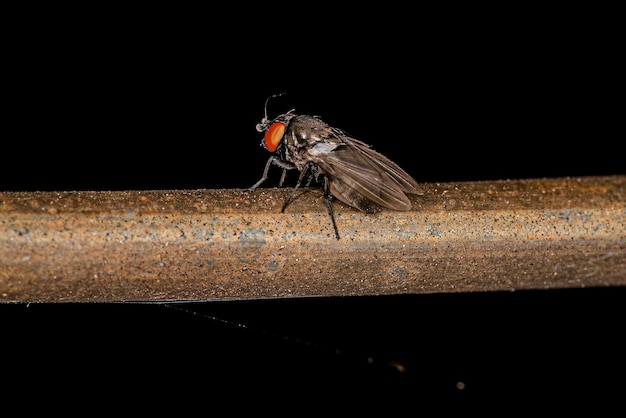 Mosca Freeloader para adultos