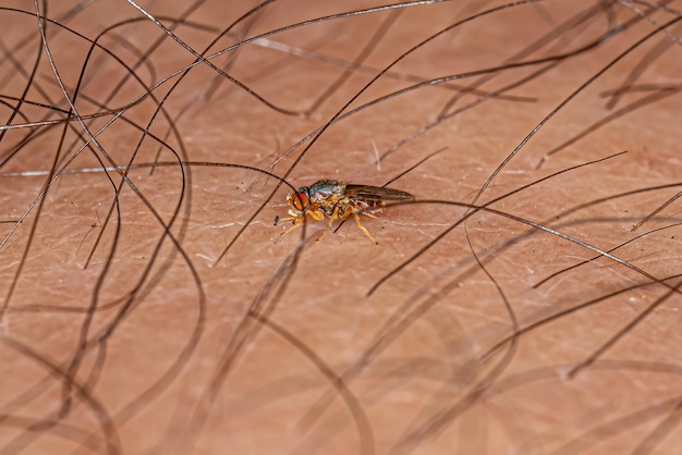 Foto mosca frita adulta