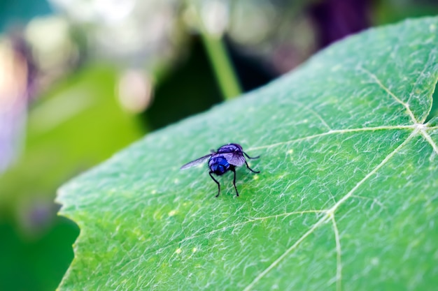 mosca gigante na lista