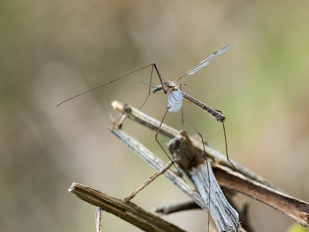 La mosca grulla es un nombre común que se refiere a cualquier miembro de la familia de los insectos Tipulidae.