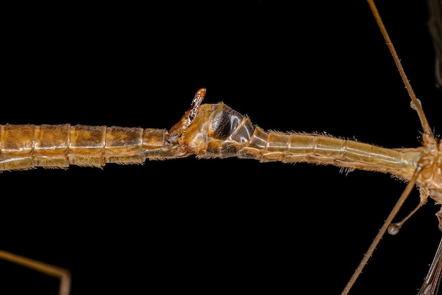 Mosca grulla Limoniid adulta