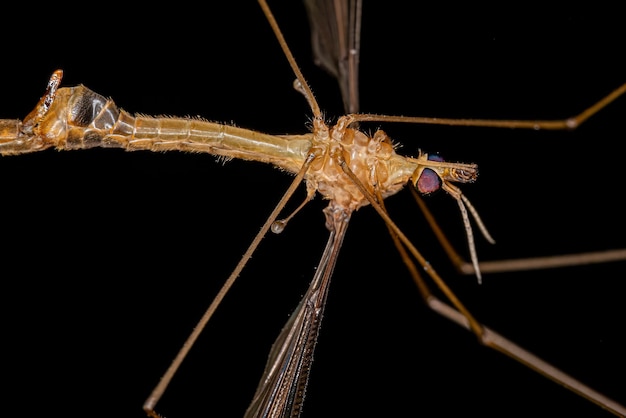 Mosca grulla Limoniid adulta