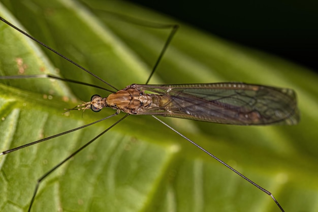 Mosca grulla Limoniid adulta