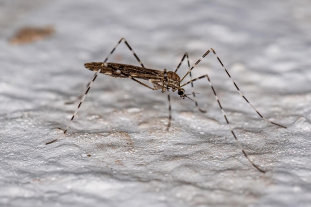 Foto mosca grulla limoniid adulta