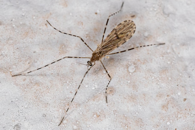 Foto mosca grulla limoniid adulta