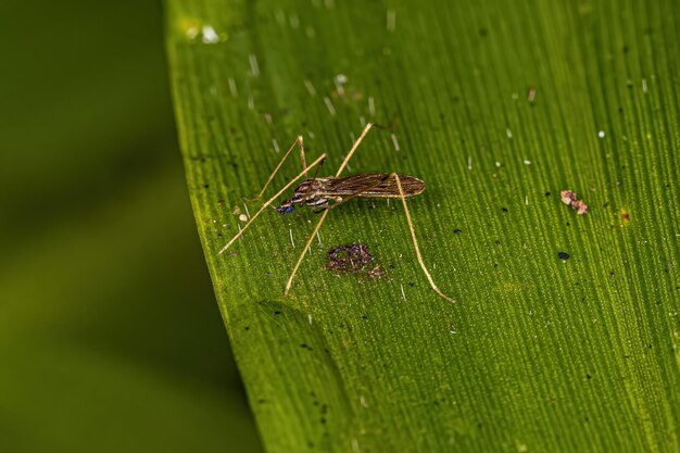 Foto mosca grulla limoniid adulta