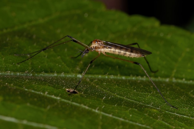 Foto mosca de la grulla limoníida de la familia limoniidae