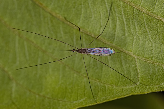 Foto mosca grulla limoniida