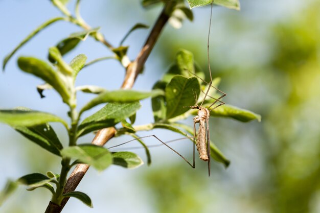 Mosca de la grulla