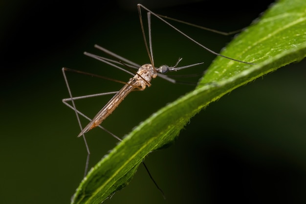 Mosca-guindaste adulta da família Tipulidae