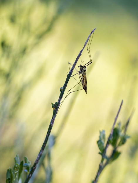 Foto mosca-guindaste é um nome comum que se refere a qualquer membro da família de insetos tipulidae.