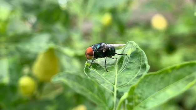 una mosca en una hoja con un ojo rojo