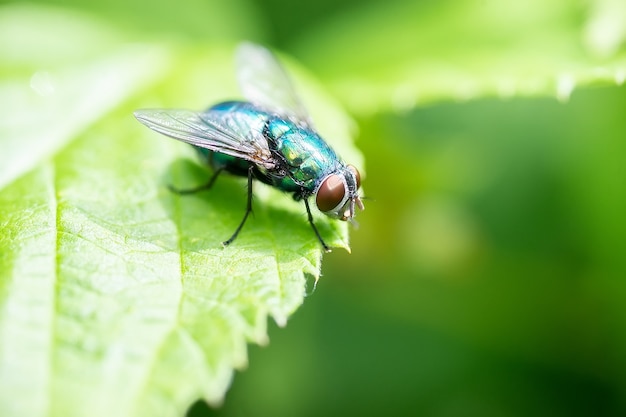 La mosca en una hoja verde