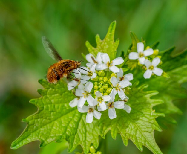 mosca humilde y cabeza de flor