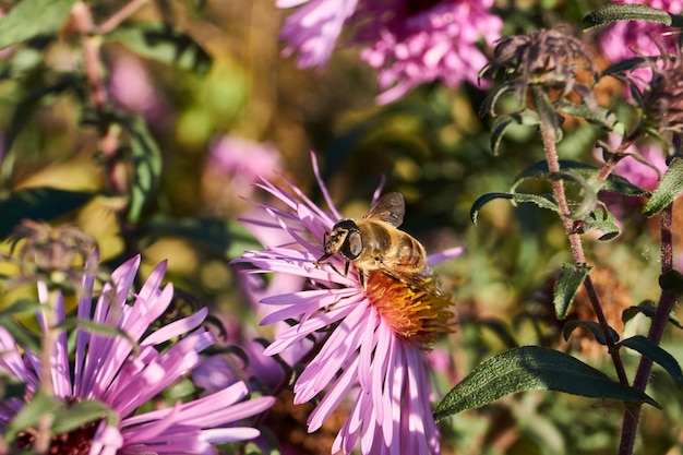 La mosca Ilnitsa ordinaria recoge el néctar y el polen de las flores del aster perenne.